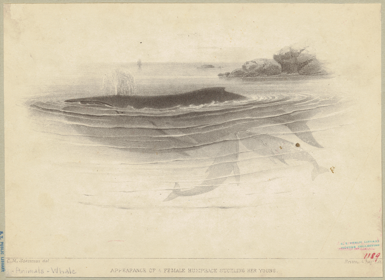 Image ID 823825
