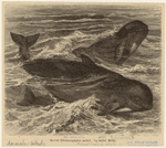 Image ID 823829