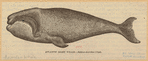 Image ID 823830