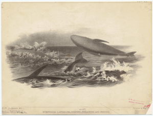 Image ID 823837