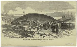 Whale stranded at Longniddry, ... Digital ID: 823843. New York Public Library