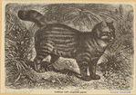 Image ID 823856