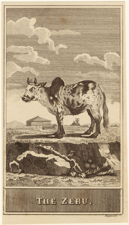 Image ID 823909
