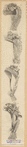 Image ID 824127
