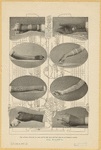 Image ID 824894