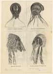 Image ID 825078