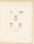Image ID 825264