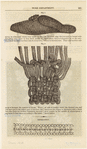 Image ID 825482