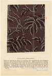 Image ID 825787