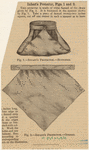 Image ID 826245