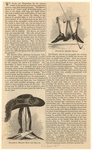 Image ID 827959