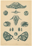 Image ID 831841