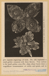 Image ID 831940