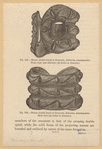 Image ID 831993
