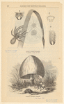 Image ID 835939