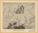 Image ID 835942