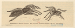 Image ID 835950