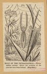 Image ID 835963