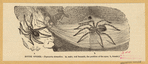 Image ID 835968