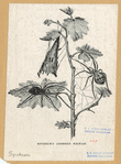 Image ID 835970