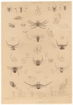 Image ID 835977