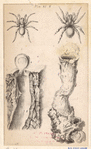 Image ID 835979