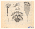 Image ID 835980