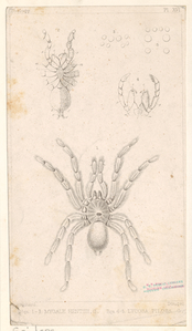 Image ID 835985