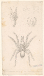 Image ID 835985
