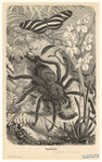 Image ID 835989