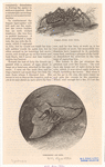 Image ID 835996