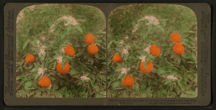 no. 6003,Blossoms and juicy fruit on one tree - in an orange grove, near Pasadena, Cal., Digital ID G89F364_039F, New York Public Library