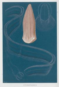 Ctenophores. Digital ID: NNH-105. New York Public Library