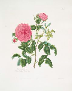 Rosa centifolia = Blush hundre... Digital ID: 1111008. New York Public Library