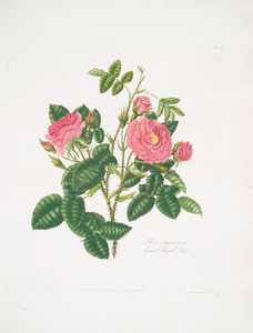 Rosa damascena = Great royal r... Digital ID: 1111026. New York Public Library