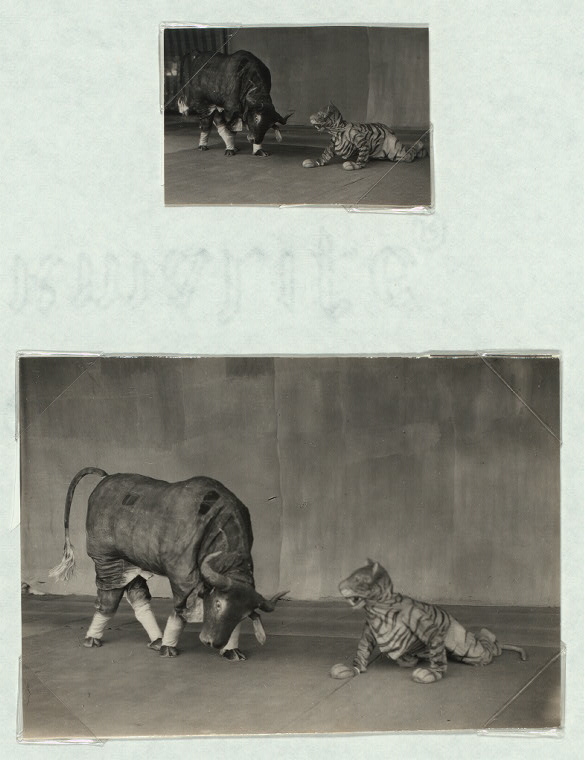 Java - Wayang Wong: Arjuna Wiwaha. Istana, Mangkunagaran, Surakarta, 1936-1937. Tiger and buffalo in Wayang wong.