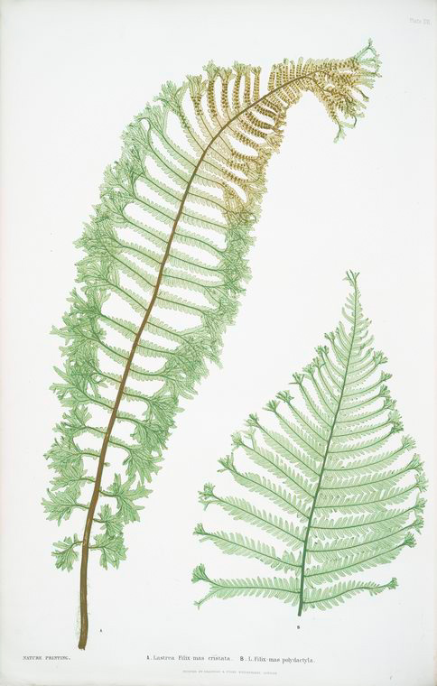 A. Lastrea Filix-mas cristata. B. L. Filix-mas polydactyla. [The male fern, or Common buckler fern]