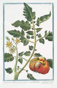 Lycopersicon Galeni = Pomidoro... Digital ID: 1125092. New York Public Library