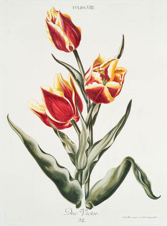 Tulipa VII 'Duc Victor'. [Tulip VIII ; Flame tulip]