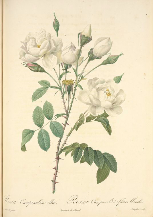 Rosa Campanulata Alba, sur New York Public Library Digital Gallery