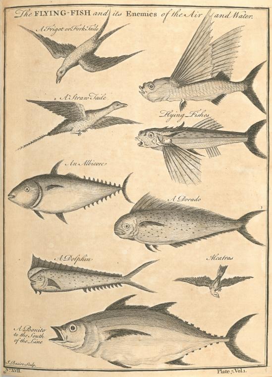The flying fish and its enemies of the air and water - NYPL Digital  Collections