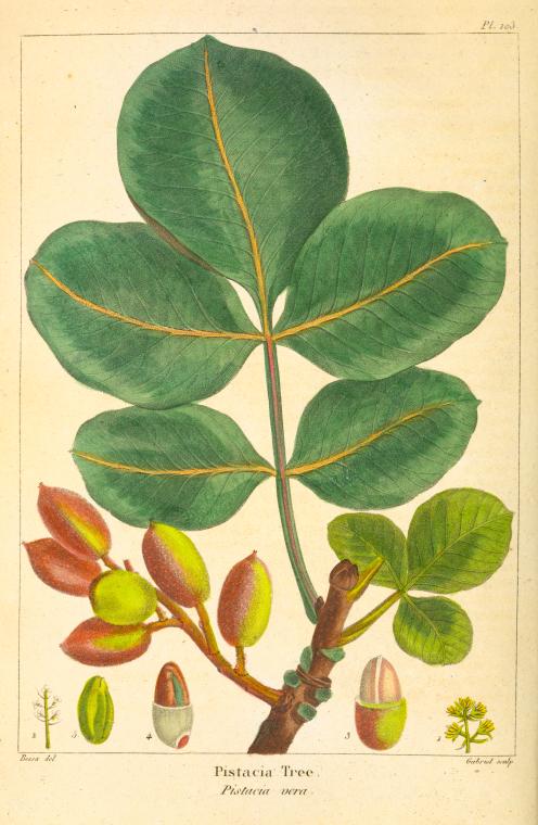 Pistacia Tree (Pistacia vera). - NYPL Digital Collections