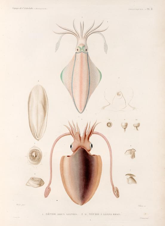 Mollusques: 1. Sèche deux lignes; 2.-11. Sèche à longs bras. - NYPL Digital  Collections