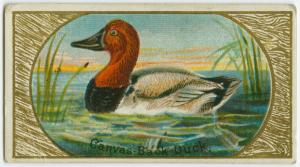 Canvas Back Duck. Digital ID: 1589129. New York Public Library