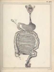 [Digestive tract] Digital ID: 1944676. New York Public Library