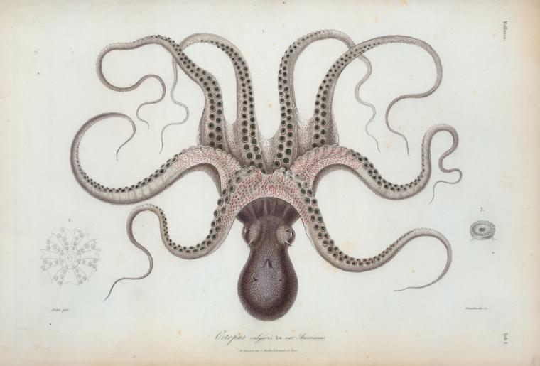 Octopus vulgaris, var. Americanus.