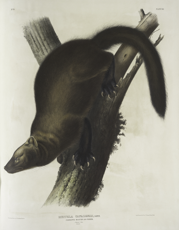 Mustela Canadensis, Pennant's Marten, or Fisher. Natural size. Male. - NYPL  Digital Collections