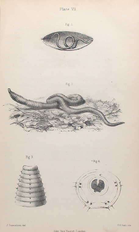 The earthworm: Fig. 1. Young worm escaping from pupa-case, Fig. 2