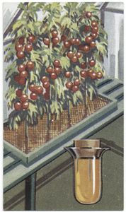 Tomato plants. Digital ID: 407707. New York Public Library