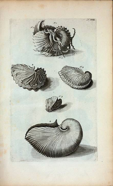 A. Nautilus Tenuis et legitimus. Ovum Polypi; B. Nautilus Tenuis minor;  Fig. 1. Nautilus Tenuis cum Epidromide 2. et  Remis 3. ; Fig. 4. Est altera species Nautili; Fig. 5. Rara species Nautili figuram vittæ rusticæ repræsentans.